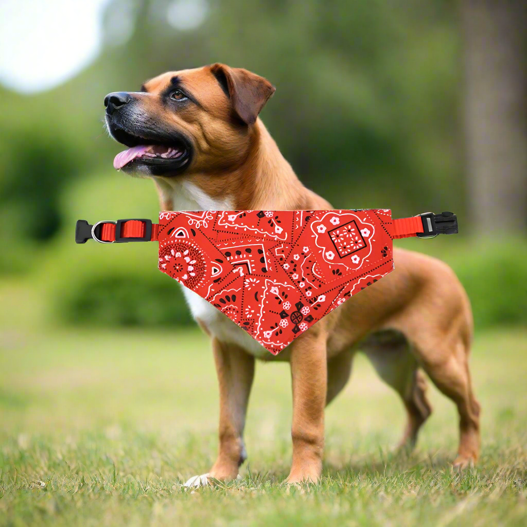 Collier chien BandanaColl elegant