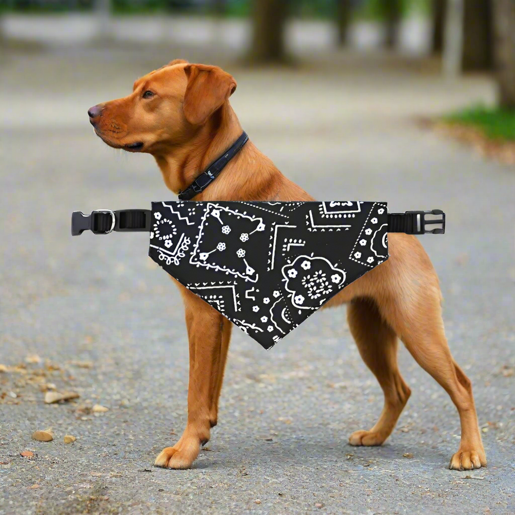Collier chien BandanaColl fiable