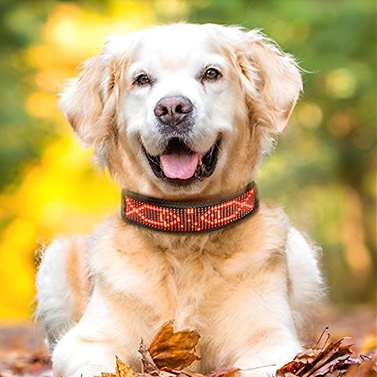 Collier lumineux chien - LEDyDog
