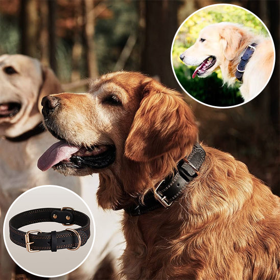 Collier chien CuirForce durable