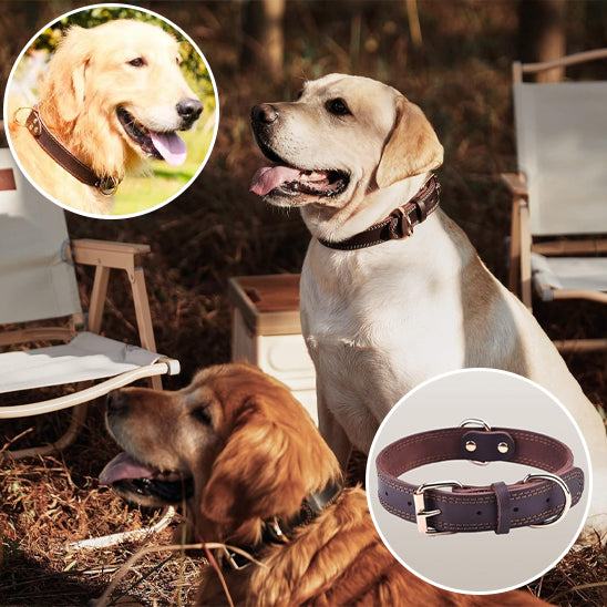 Collier chien CuirForce ultra resistant
