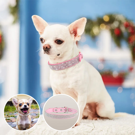 Collier chien DivaDog elegant