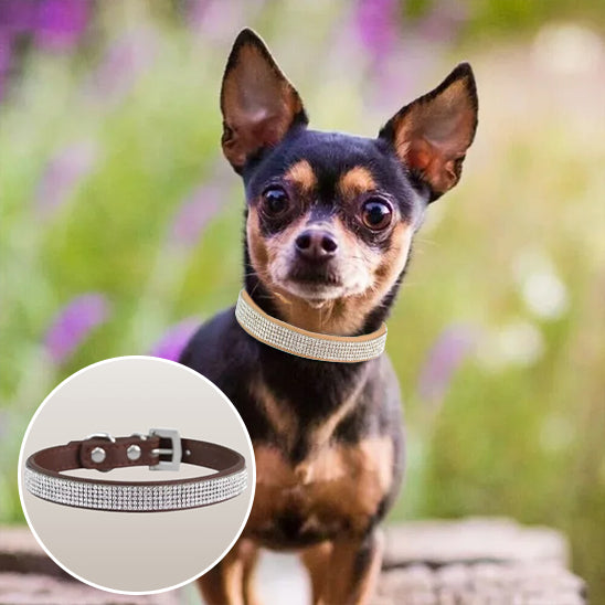 Collier chien DivaDog pratique