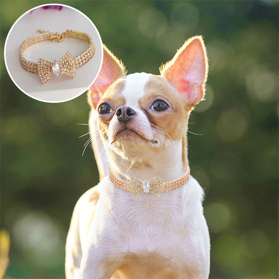Collier chien LuxeLoulou hypoallergéniques