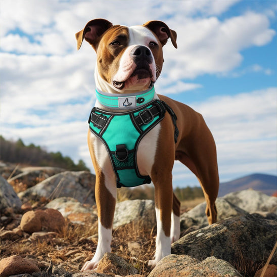 Collier chien - NeoGuard™
