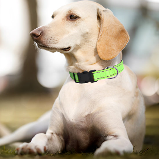 Collier chien SafeGlow efficace
