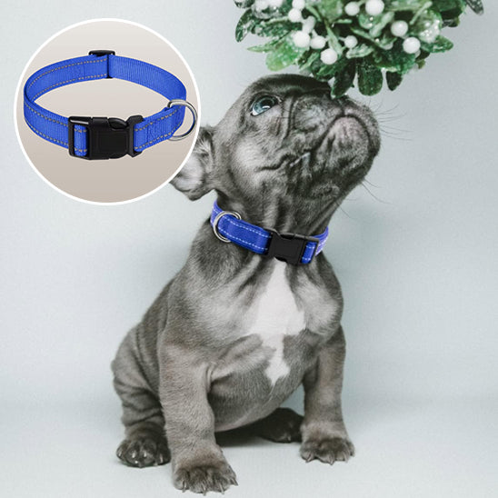 Collier chien SafeGlow reflechissant
