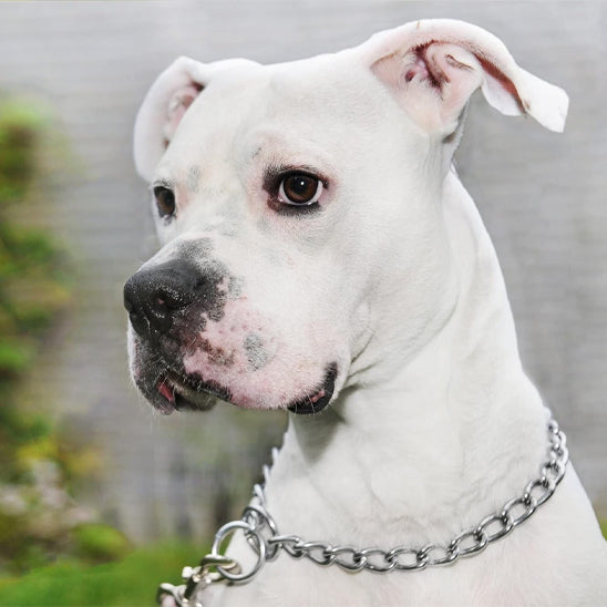 Collier chien SteelControl resistant