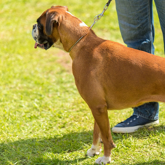 Collier chien SteelControl robuste
