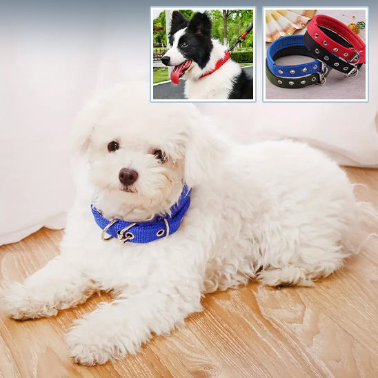 Collier chien ZenCollar solide