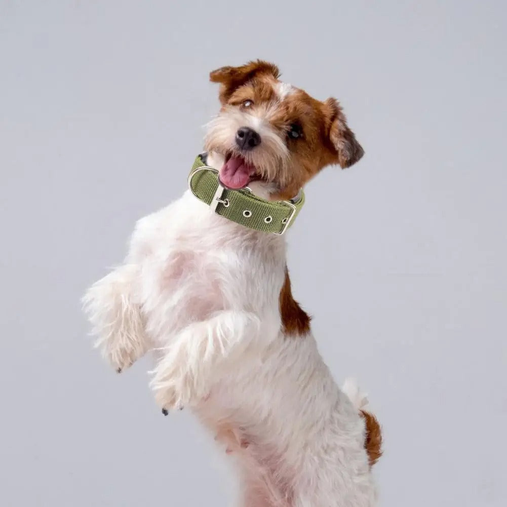 Collier chien ZenCollar souple