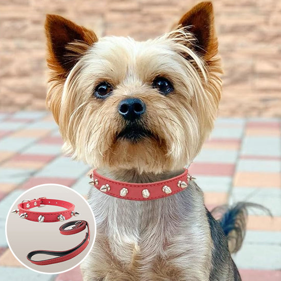 Collier chien cuir IronDog resistant