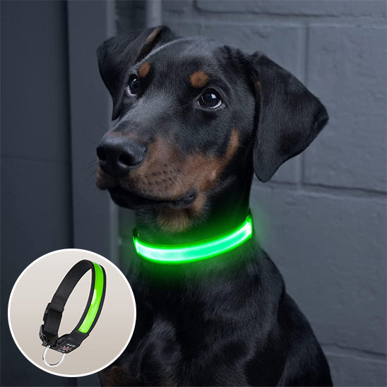 Collier lumineux chien FlashCollar adaptee