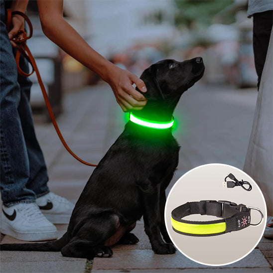 Collier lumineux chien FlashCollar nylon lisse