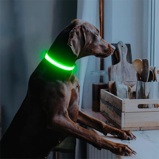 Collier lumineux chien FlashCollar pratique