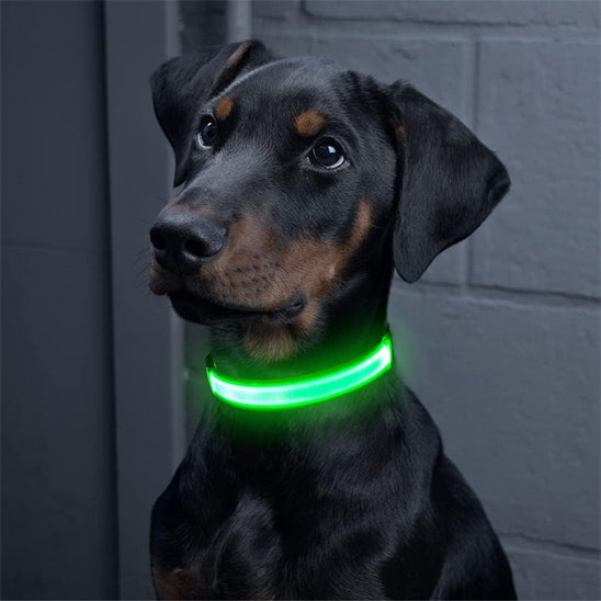 Collier lumineux chien FlashCollar visible