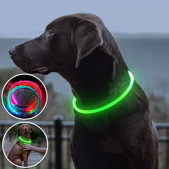Collier lumineux chien FluoBuddy brille