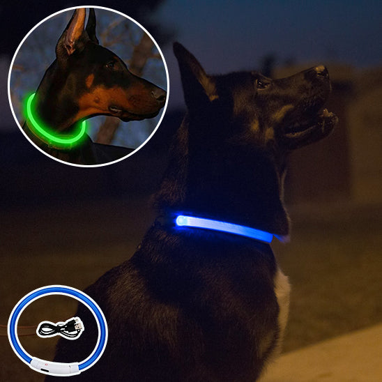Collier-lumineux-chien-FluoBuddy-securite constante