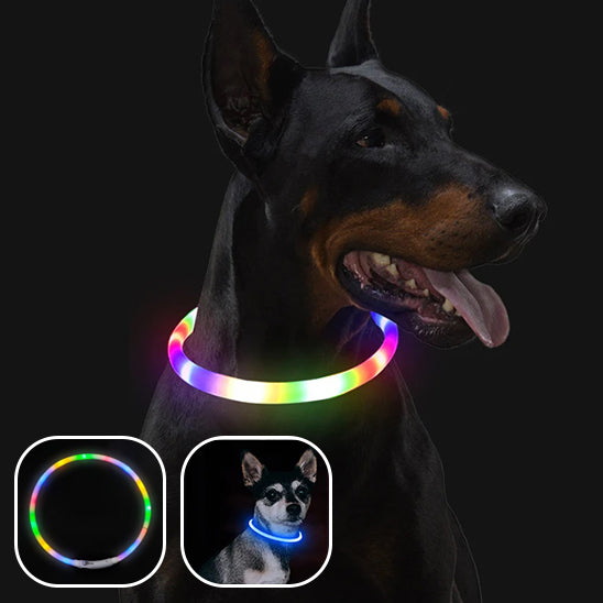 Collier lumineux chien FluoBuddy souple
