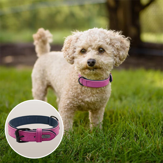 Collier pour chien - CrochetCanin