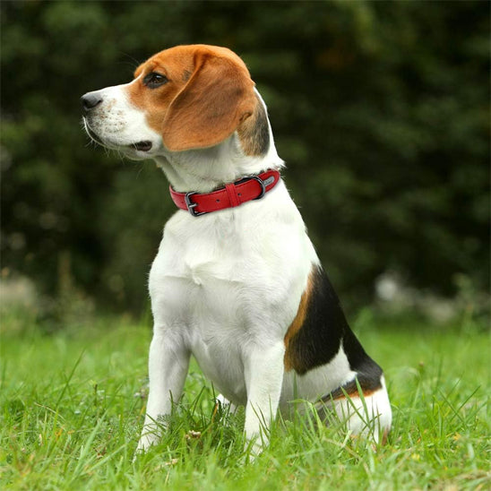 Collier pour chien - CrochetCanin