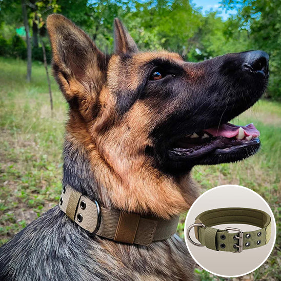 Collier pour chien DogShield rembourrage doux