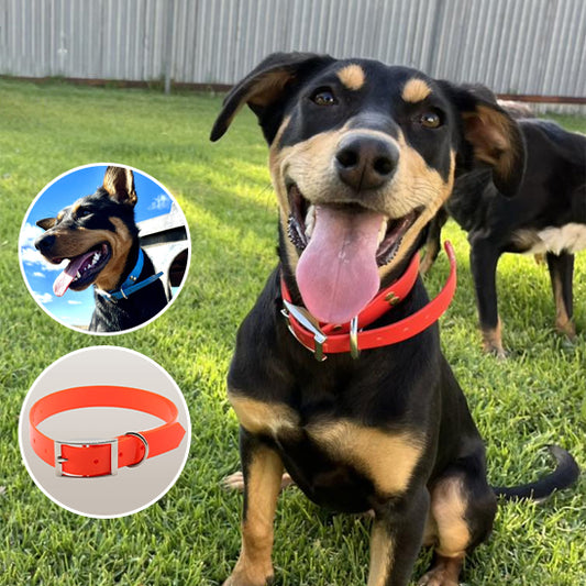 Collier pour chien - DogXplore™