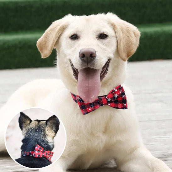 Collier pour chien Festinou doux