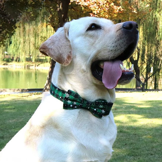 Collier pour chien Festinou elegant
