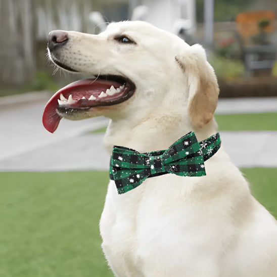 Collier pour chien Festinou leger