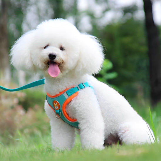 Harnais petit chien - Petlite™