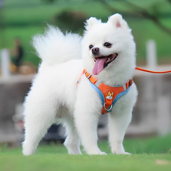 Harnais petit chien - Petlite™