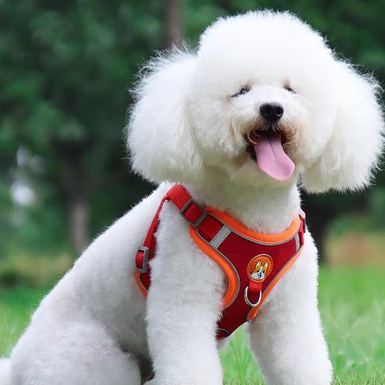Harnais petit chien - Petlite™