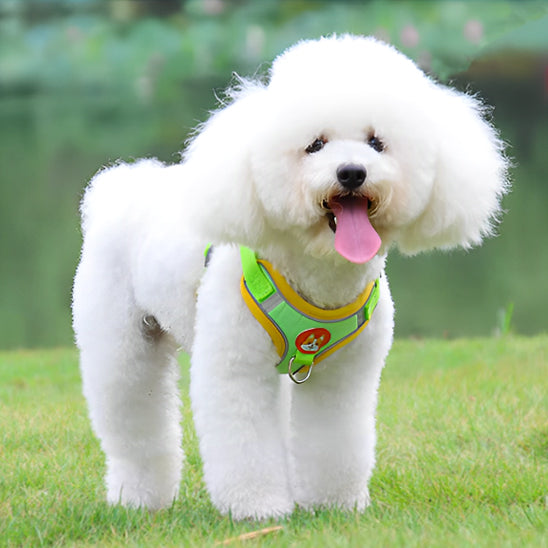 Harnais petit chien - Petlite™