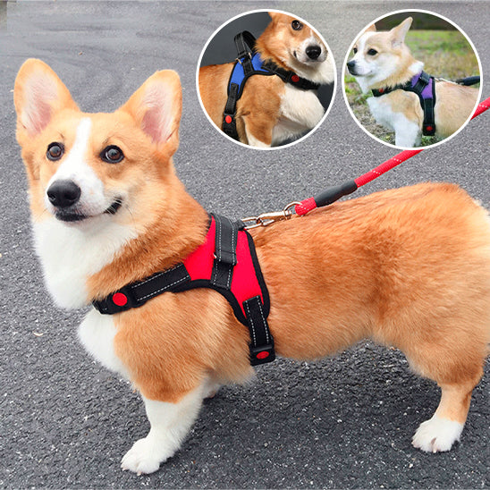 Harnais pour chien - ZenDog™