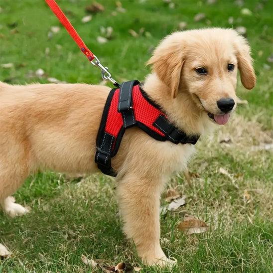 Harnais pour chien - ZenDog™