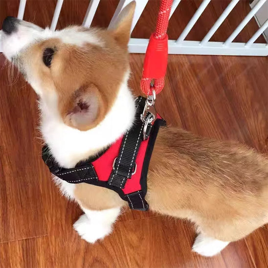 Harnais pour chien - ZenDog™