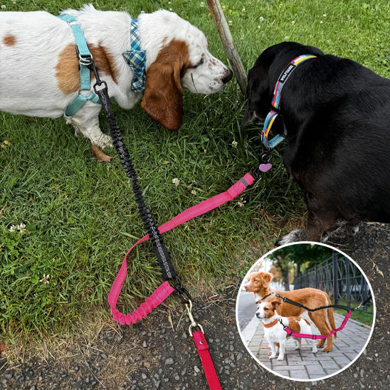 Laisse double pour chien PowerLink anti noeuds