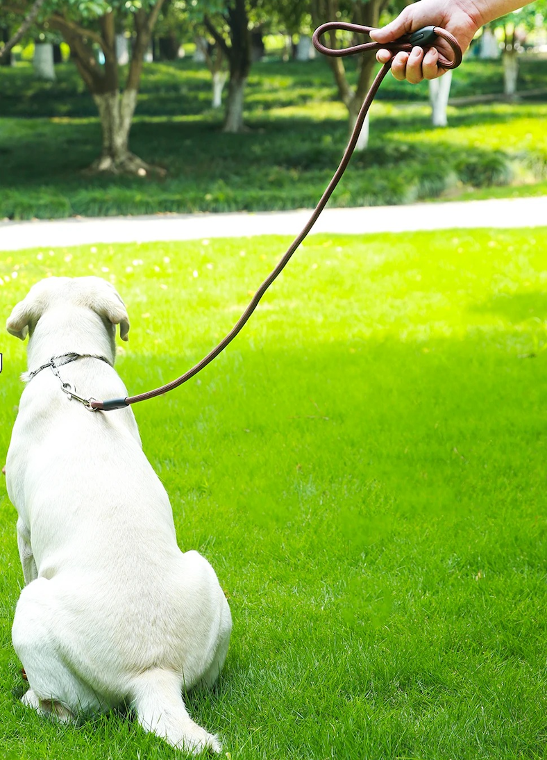 Laisse pour chien GlowFlexRope robuste