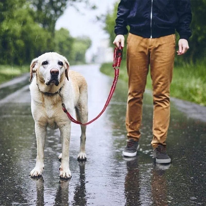 Laisse pour chien PawCarSecure maitrise parfaite