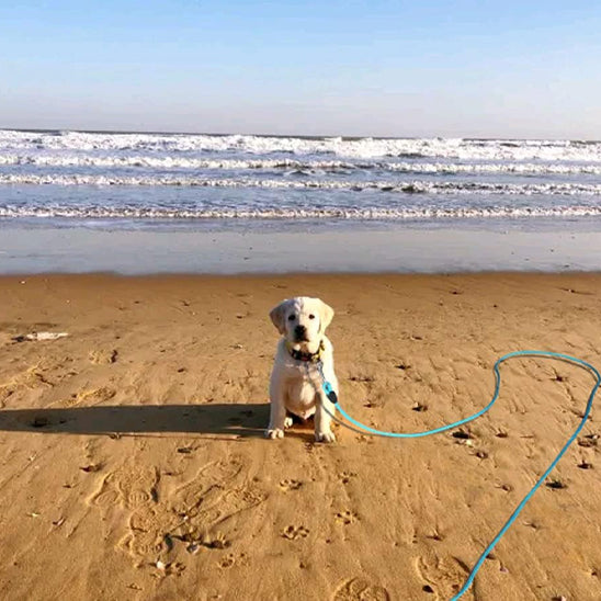 Longe pour chien ForgeLead ultra resistante