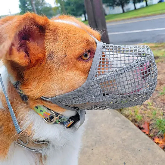 Museliere pour chien VentiMuzzle design revolutionnaire
