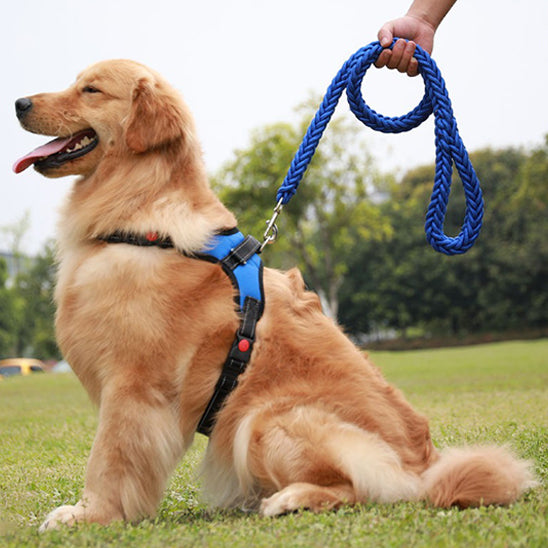 Une laisse pour chien BraidLeash en nylon echologique