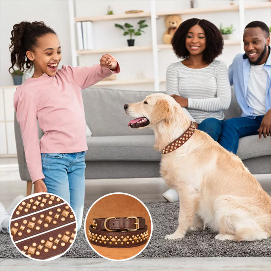 Collier chien - LuxeCollar