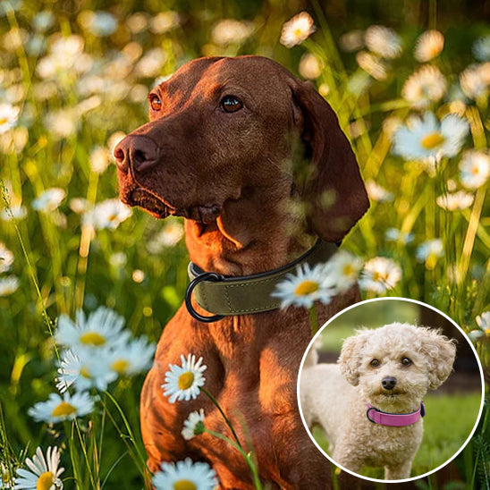 Collier pour chien - CrochetCanin