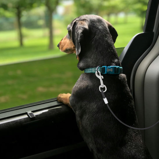 laisse chien SafeRide compacte