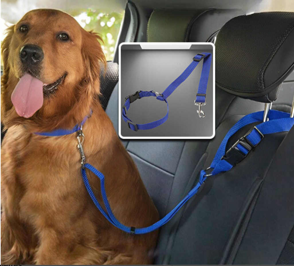 Laisse pour chien - PawCarSecure
