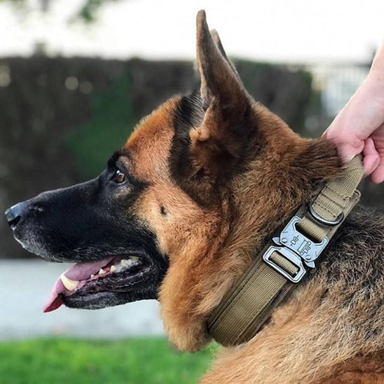 Collier chien - AlphaTrack
