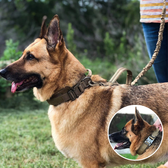 Collier chien - AlphaTrack