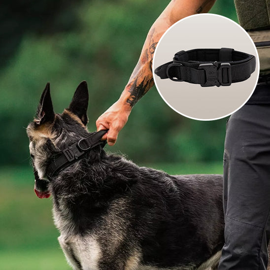 Collier chien - AlphaTrack